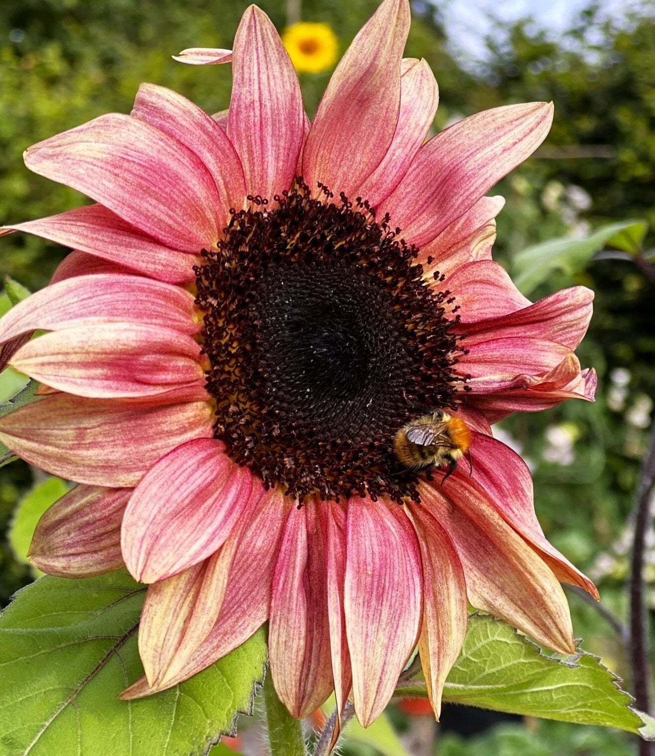 Ruby Eclipse Sunflower Seeds Pink Red F1 Flower Seed Shipping – Heirloom, Non-GMO, High Germination Organic Garden Seeds