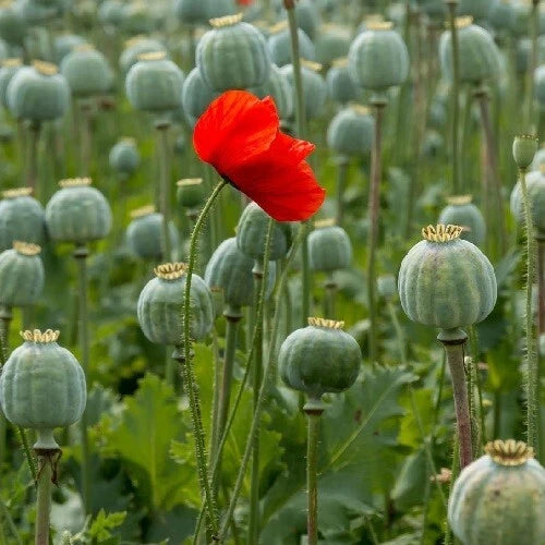 Flanders Field American Legion Red Poppy Seeds For Planting Papaver sp. heirloom non-gmo seeds