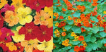 Nasturtium LANDSCAPER S TALL Mixed Colors Edible Flowers Seeds Tropaeolum majus heirloom non-GMO seeds