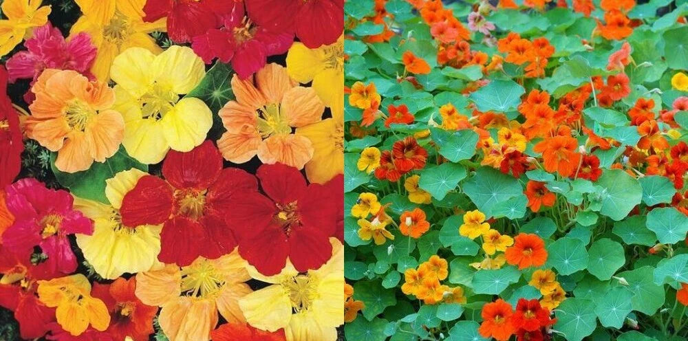 Nasturtium LANDSCAPER S TALL Mixed Colors Edible Flowers Seeds Tropaeolum majus heirloom non-GMO seeds