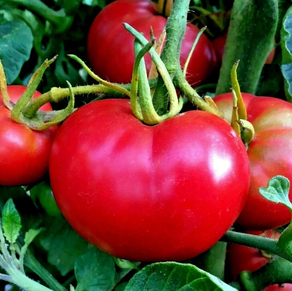 Bradley BUSH TOMATO Seeds Compact Tall Vegetable Garden Container heirloom non-gmo seeds