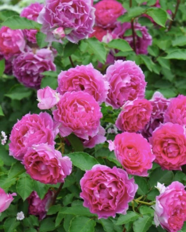 Sheherazad Rose Seeds - Seeds - Rose Flower Gardening heirloom non-GMO seeds