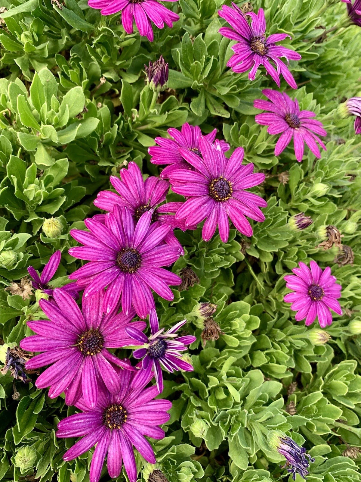 Bright Lights Osteospermum Purple African Daisy - seeds - seller – Bellis perennis – Heirloom, Non-GMO