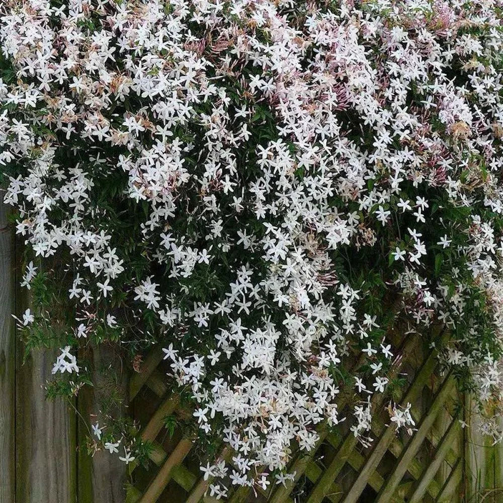 EXOTIC RARE JASMINE SEEDS for garden flower plant bush SELLER USPS – Heirloom, Non-GMO, High Germination Organic Garden Seeds
