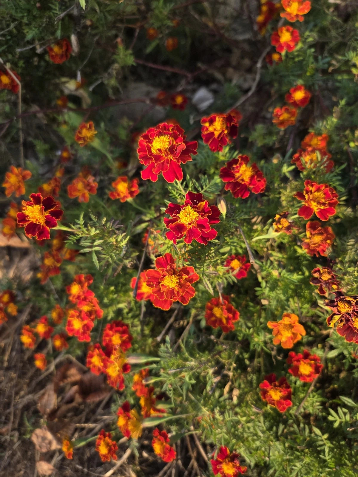 Beautiful Marigold Seeds Bicolor Orange Yellow & Red – Heirloom, Non-GMO, High Germination Organic Garden Seeds