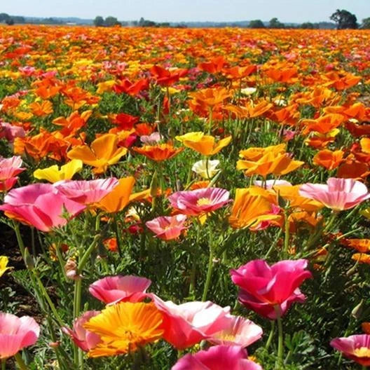 CALIFORNIA POPPY MIX Native Wildflower Seeds Flower Garden Patio Container – Heirloom, Non-GMO, High Germination Organic Garden Seeds