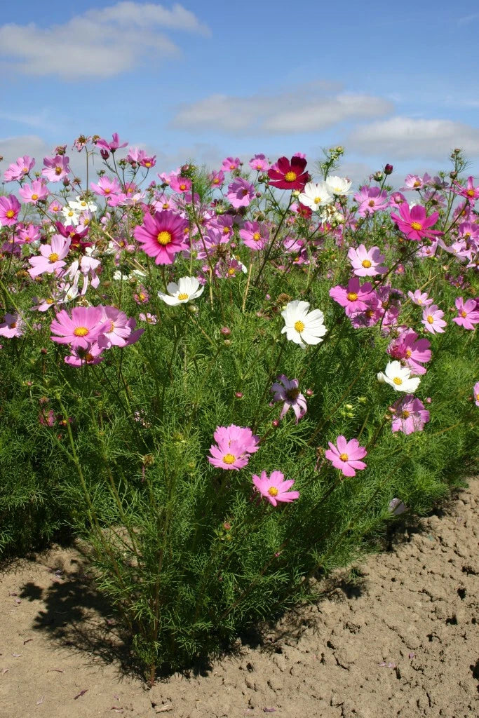 Cosmos Sensational Tall Mixed Color Seeds Brooklyns Botanical Garden Club heirloom non-gmo seeds