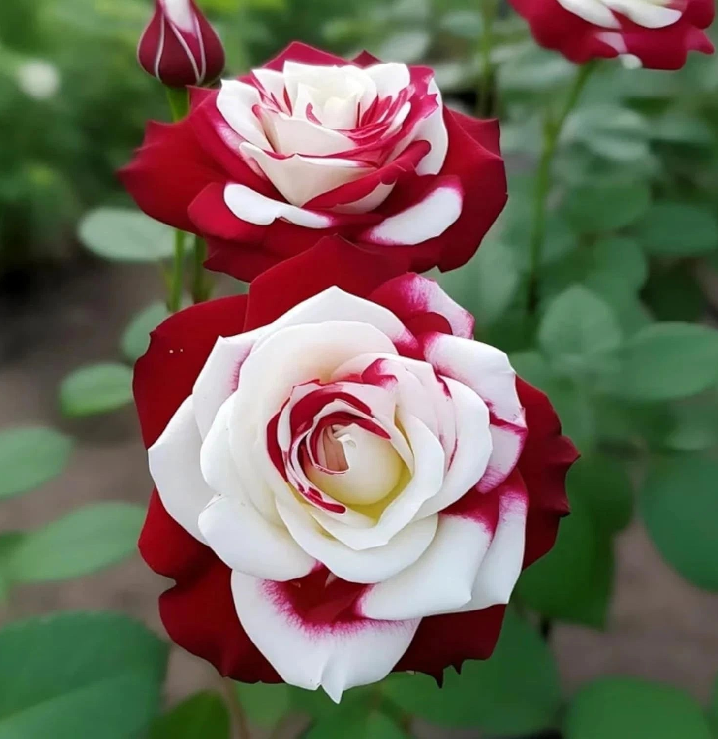 Rare Twin Red White Rose Seeds - Flower Seeds for Capt – Heirloom, Non-GMO, High Germination Organic Garden Seeds