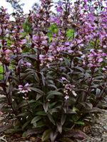 Beardtongue Dark Towers Penstemon Seeds – Heirloom, Non-GMO