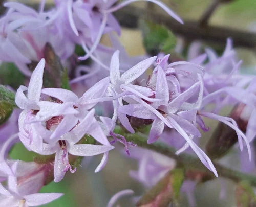 Bluffs Gayfeather Seeds Liatris Gholsonii Florida Native Flower Gulf Liatris spicata heirloom non-gmo seeds