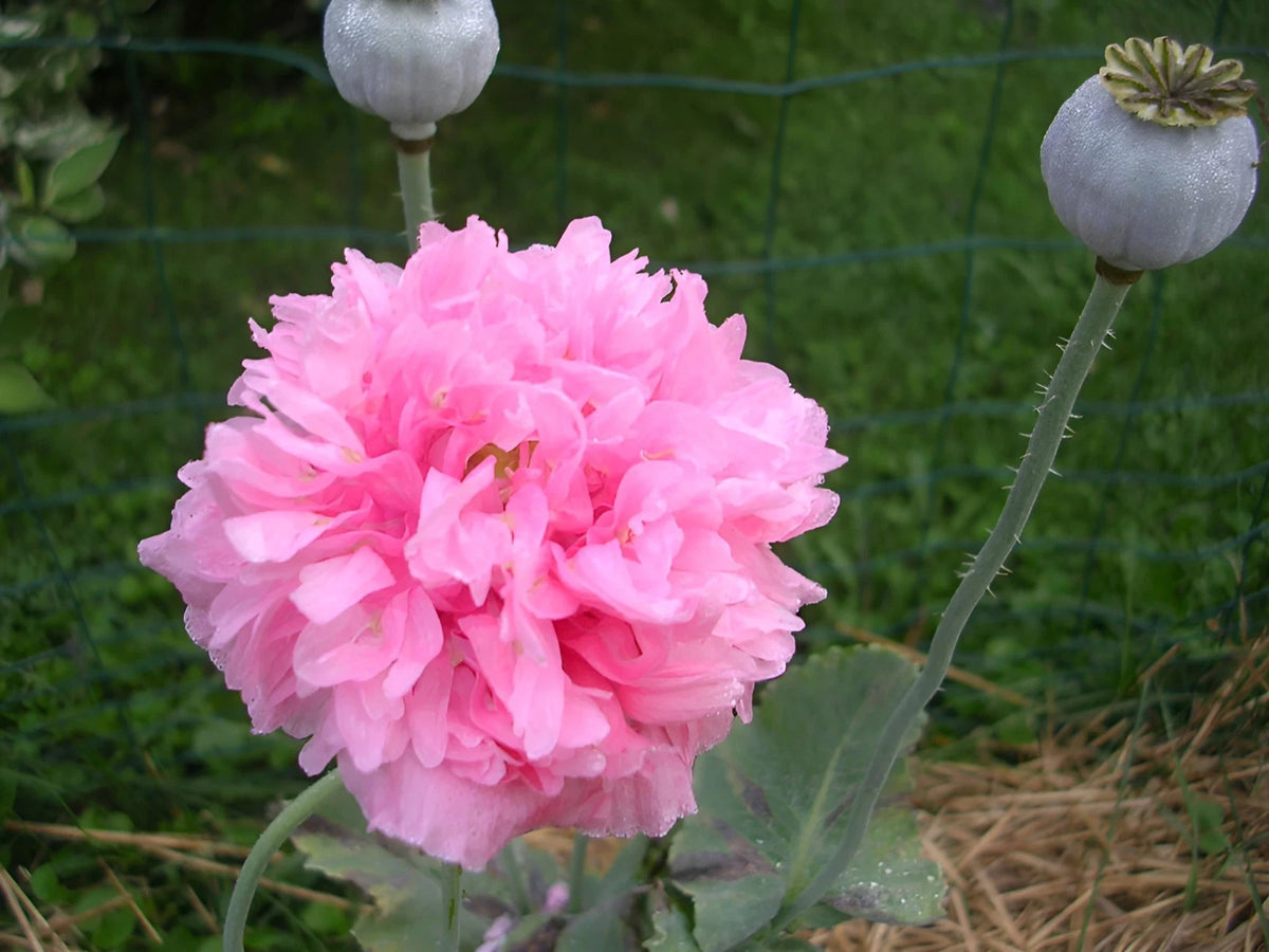 Double Pink Peony Poppy Seeds - P Somniferum Large Stunning Pink Blooms – Heirloom, Non-GMO, High Germination Organic Garden Seeds