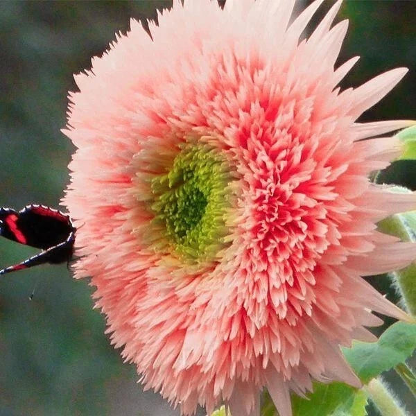 Pink Pooh Sunflower Seeds - Unique Pink Blooms Helianthus annuus heirloom non-gmo seeds