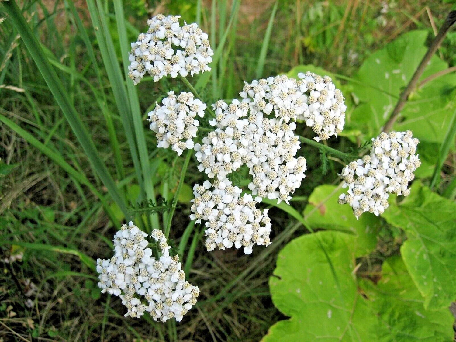 ACHILLEA MILLEFOLIUM Seeds Shipping White Yarrow Herb Flower Seeds – Heirloom, Non-GMO, High Germination Organic Garden Seeds