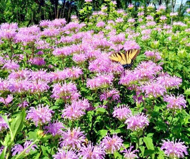 Bee Balm Wild Bergamot Seeds Perennial Seeds US SELLER – Heirloom, Non-GMO, High Germination Organic Garden Seeds