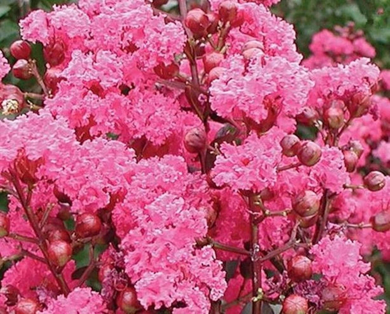 SEEDS for Candy Pink CRAPE MYRTLE rare flower exotic tree plant Seller heirloom non-GMO seeds