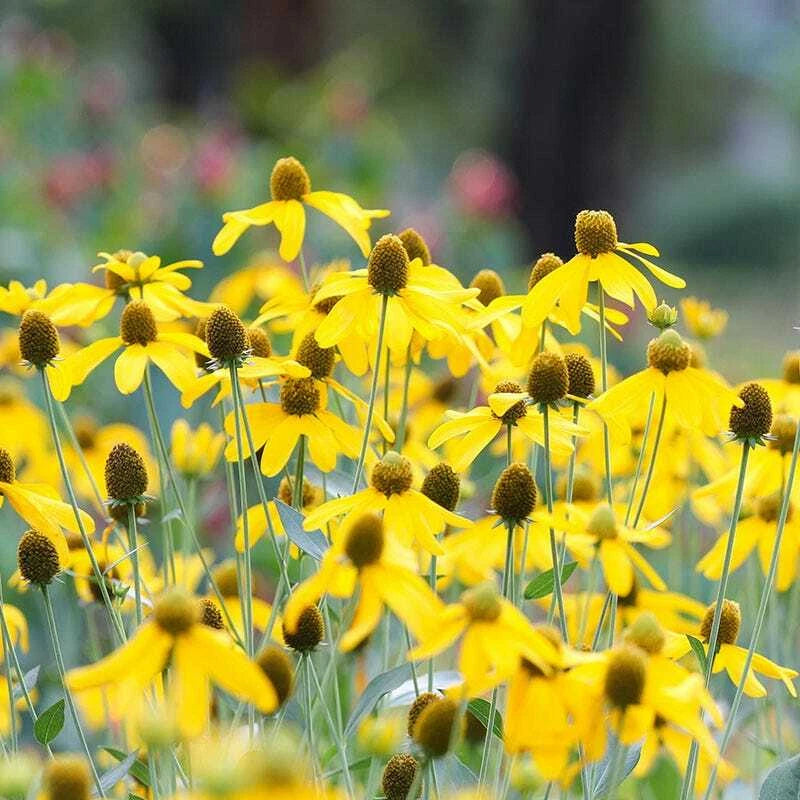 Coneflower CONEHEAD Mix Echinacea Perennials Finches Love Seeds Seeds – Heirloom, Non-GMO, High Germination Organic Garden Seeds