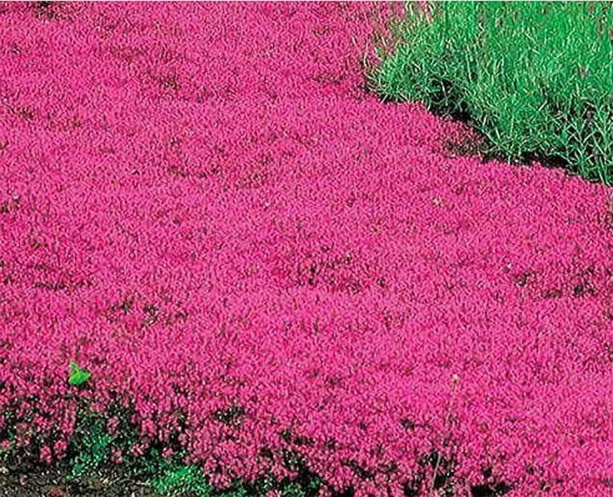 Creeping Thyme pink purple Ground Cover Perennial HERB Fragrant Seeds rare heirloom non-gmo seeds