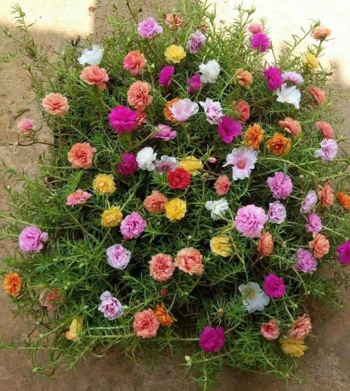 -MIXED MOSS ROSE Vietnam Rose PortulacaGrandiflora heirloom non-gmo seeds