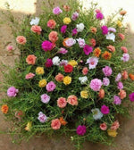 -MIXED MOSS ROSE Vietnam Rose PortulacaGrandiflora heirloom non-gmo seeds