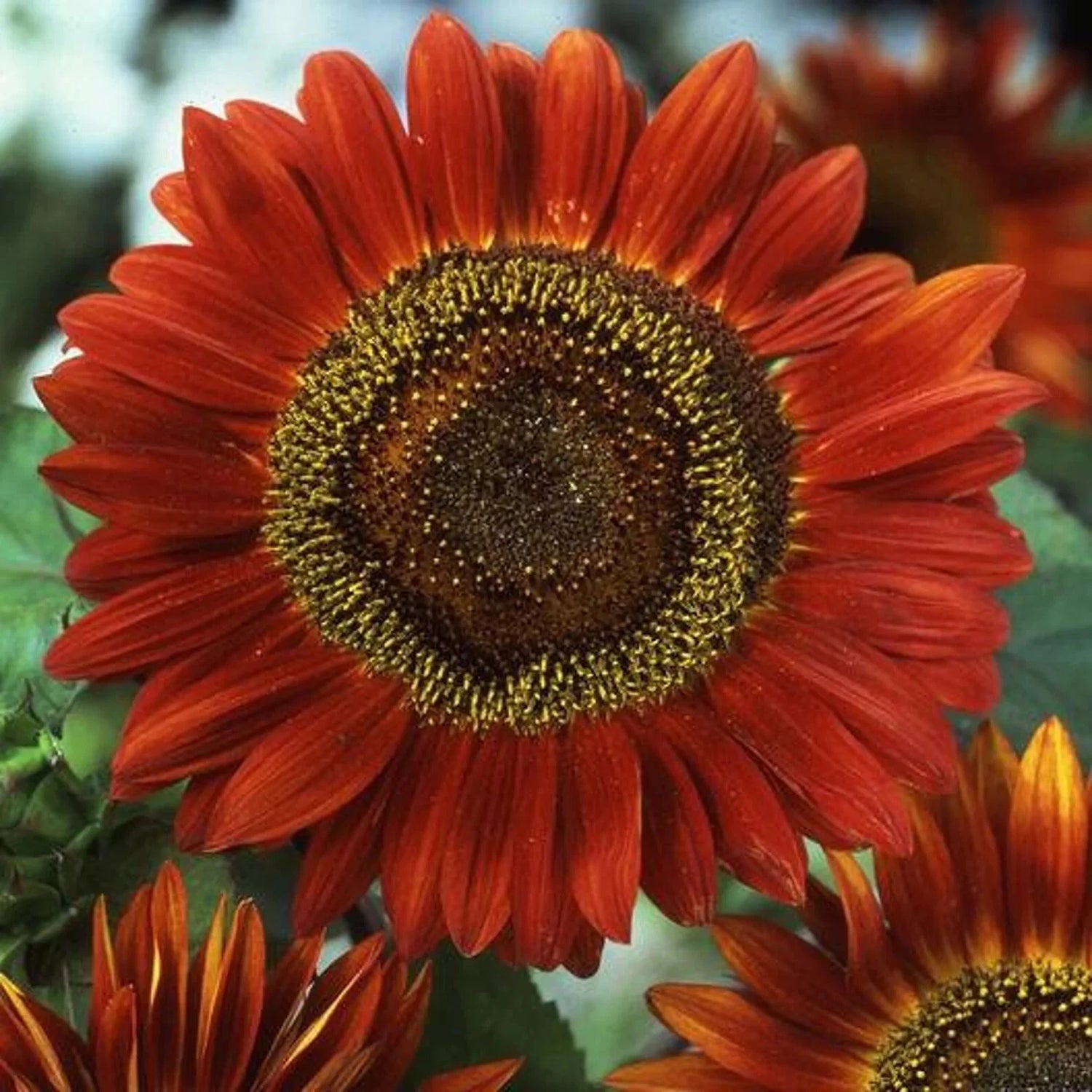 Species Mix Variety Sunflower Seeds Selection Sun Flower – Heirloom, Non-GMO, High Germination Organic Garden Seeds