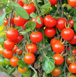 Large Red Cherry Tomato Seeds Ground Plum Grape Tomatoes Seed heirloom non-gmo seeds