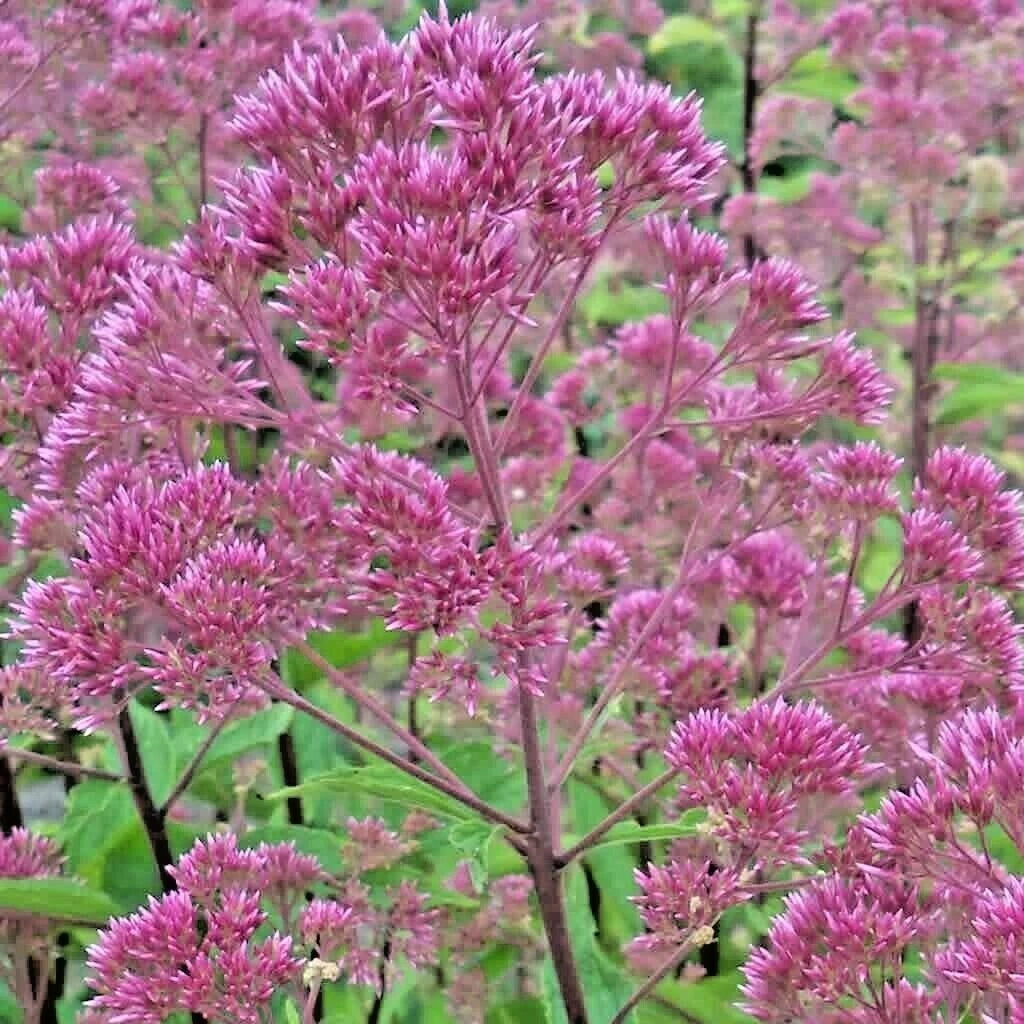 SWEET JOE PYE WEED Flower Seeds Fragrant Native Wildflower Pollinators Easy – Heirloom, Non-GMO, High Germination Organic Garden Seeds