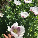 Czech Republic Papavear Somniferum Poppy Seeds for Planting Or Reselling Papaver sp. heirloom non-gmo seeds