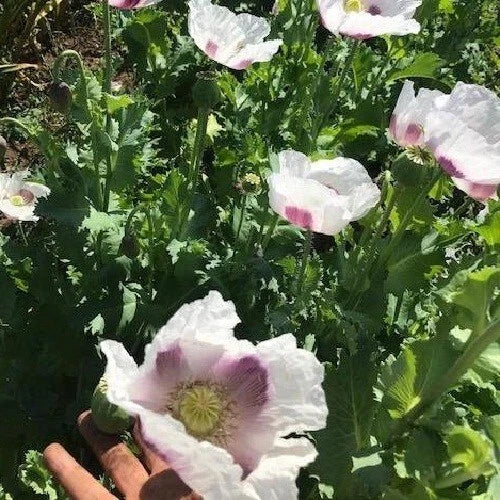 Czech Republic Papavear Somniferum Poppy Seeds for Planting Or Reselling Papaver sp. heirloom non-gmo seeds