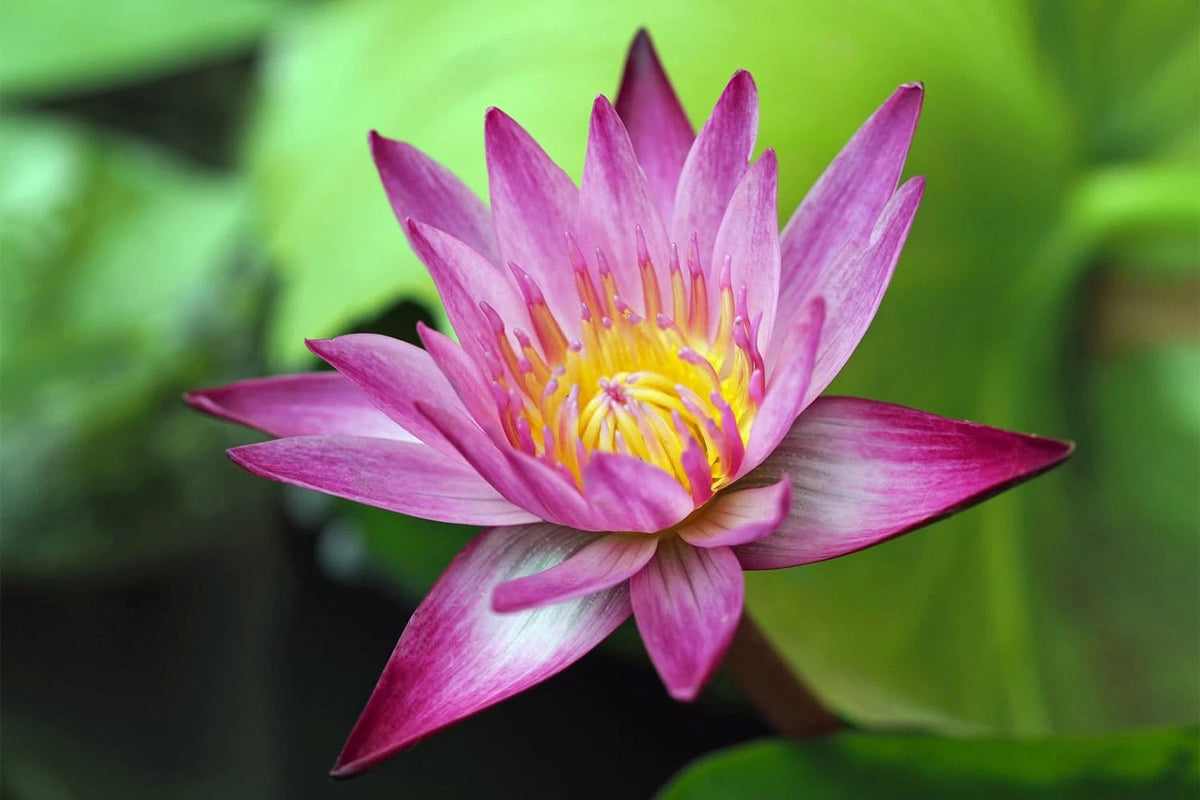 Mix Bonsai Bowl Lotus Seeds Water Lilys Flower Plant Lotus Seeds for heirloom non-gmo seeds