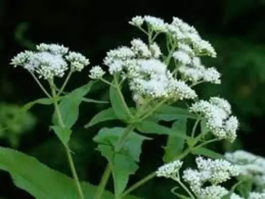 BONESET Eupatorium perfoliatum Medicinal Herb Perennial Butterfly Plant heirloom non-gmo seeds