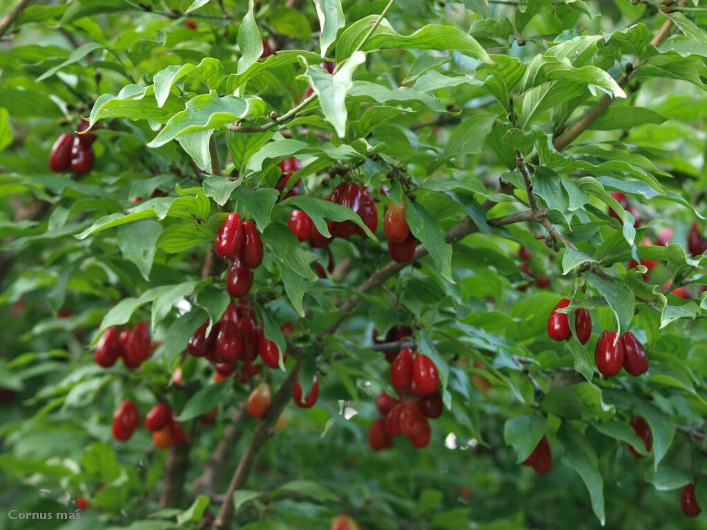 Cornelian Cherry Dogwood Cornus mas Tree Seeds Edible Hardy Showy heirloom non-gmo seeds