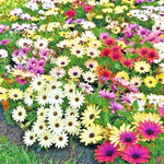 AFRICAN DAISY Cineraria Mix Flower Seeds Cape Marigold Drought Tolerant Easy Bellis perennis heirloom non-gmo seeds