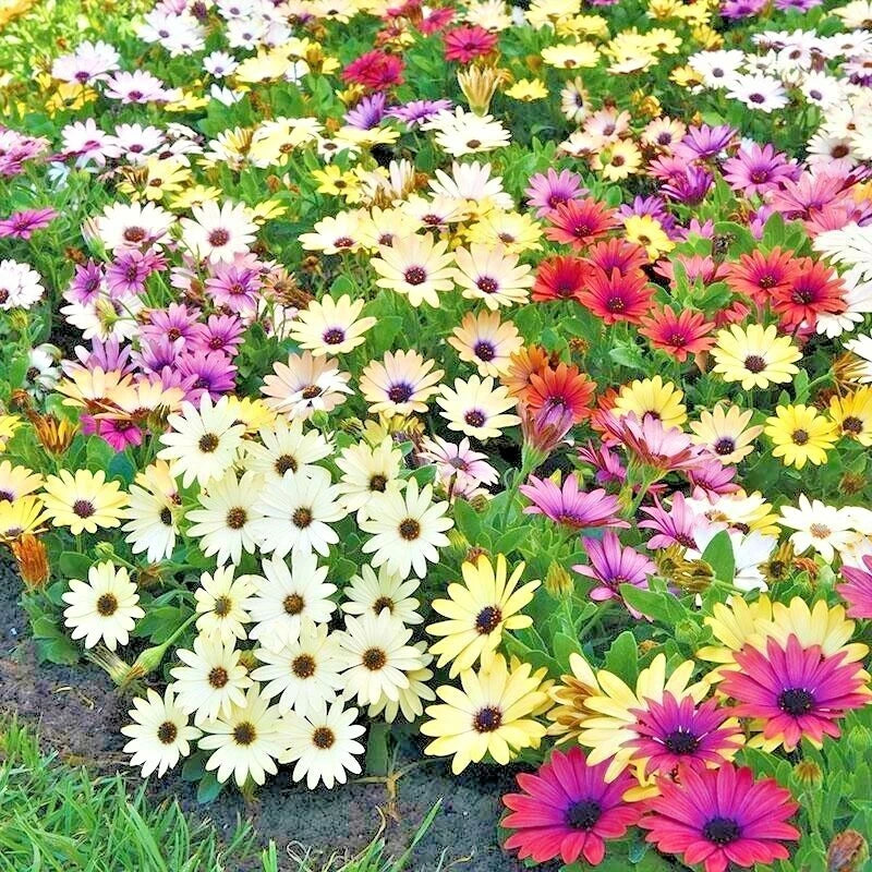 AFRICAN DAISY Cineraria Mix Flower Seeds Cape Marigold Drought Tolerant Easy Bellis perennis heirloom non-gmo seeds