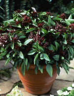 Herb BASIL SIAM QUEEN Edible Culinary Thai Basil Asian Seeds heirloom non-gmo seeds
