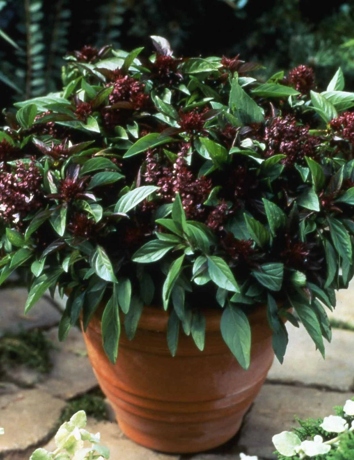 Herb BASIL SIAM QUEEN Edible Culinary Thai Basil Asian Seeds heirloom non-gmo seeds