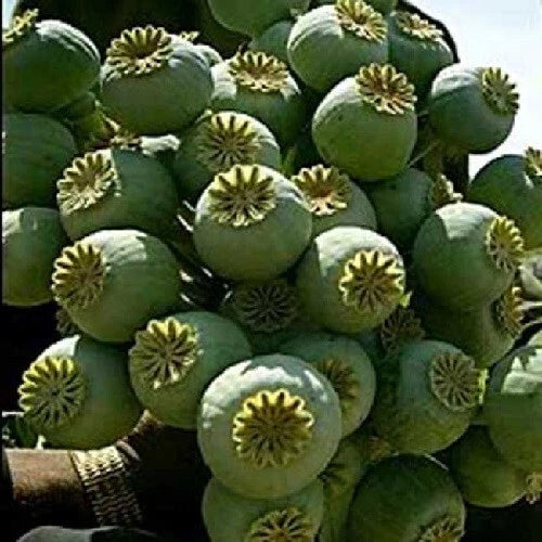 STRATIFIED Qi s Bowling Ball Poppy Seeds Massive Tennis Ball Size Poppies – Heirloom, Non-GMO, High Germination Organic Garden Seeds