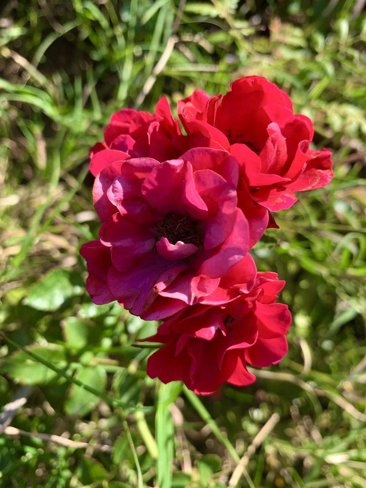 Petite Knock Out Rose Mini Red Rose - Groundcover - Seeds heirloom non-gmo seeds