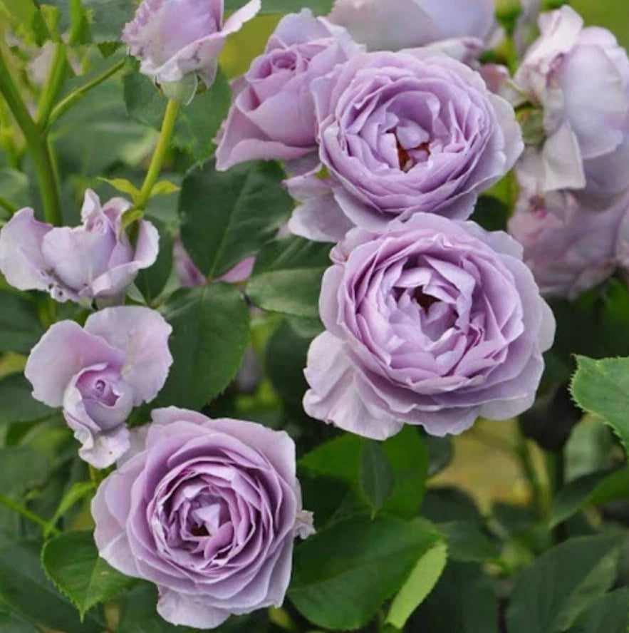 Purple Blue Storm Rose Seeds - Seeds - Rose Flower Gardening – Heirloom, Non-GMO, High Germination Organic Garden Seeds