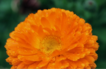 Calendula Orange King - Seeds - Medicinal & Pollinator Friendly Flower heirloom non-GMO seeds