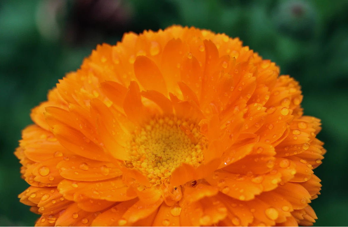 Calendula Orange King - Seeds - Medicinal & Pollinator Friendly Flower heirloom non-GMO seeds