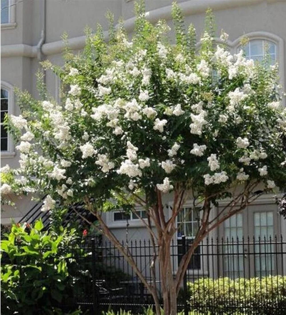 SEEDS for White CRAPE MYRTLE rare flower exotic tree plant bush Seller heirloom non-GMO seeds