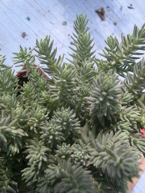 SEDUM RUPESTRE BLUE SPRUCE SEEDS HARDY SEDUM YELLOW FLOWERS IN SUMMER – Heirloom, Non-GMO, High Germination Organic Garden Seeds