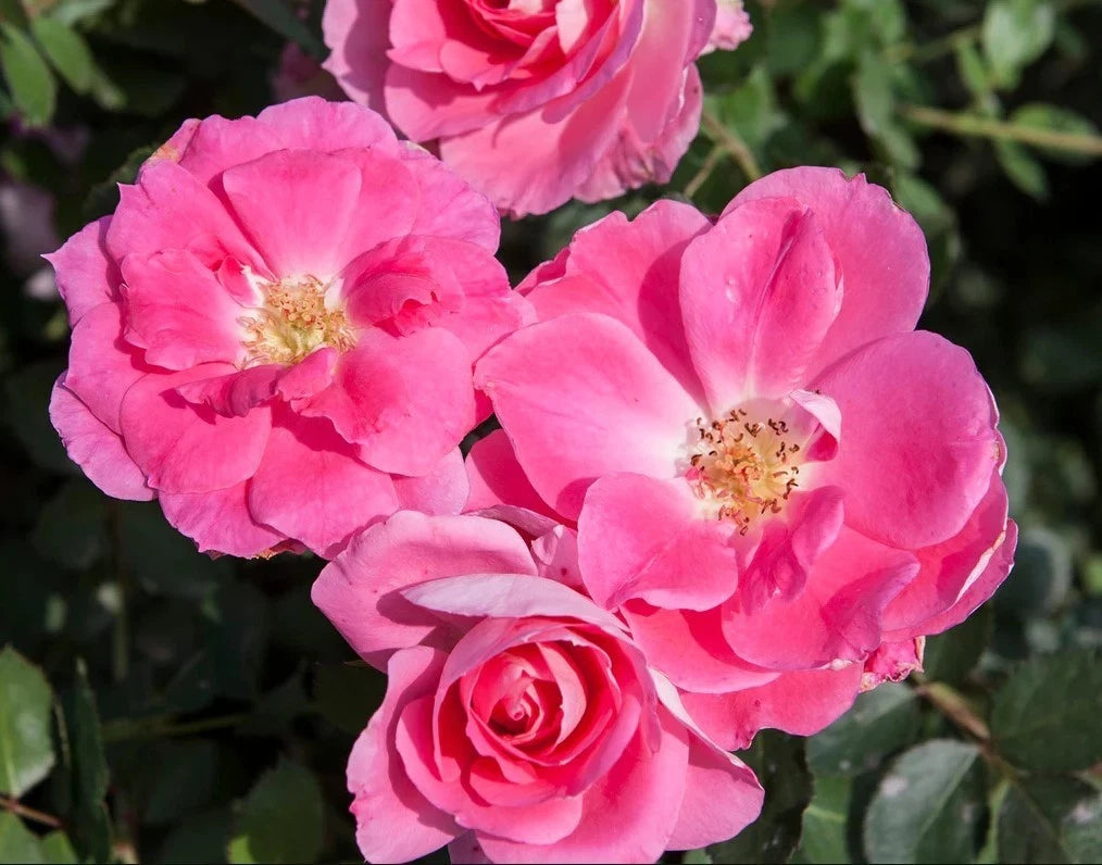 Carefree Wonder Rose Seeds - Seeds - Rose Flower Gardening heirloom non-GMO seeds