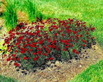 Dwarf RED PLAINS COREOPSIS Seeds Native Wildflower Drought Heat Pollinators Various Wildflower Species heirloom non-GMO seeds
