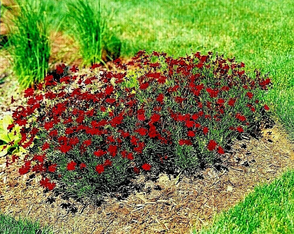 Dwarf RED PLAINS COREOPSIS Seeds Native Wildflower Drought Heat Pollinators Various Wildflower Species heirloom non-GMO seeds
