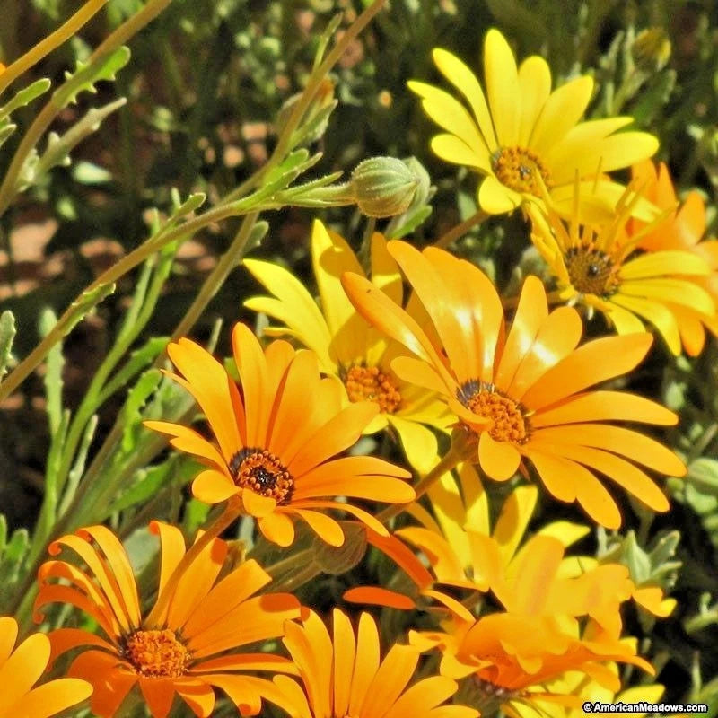 AFRICAN DAISY Seeds Flowering Annual Drought Heat Tolerant Garden Container – Heirloom, Non-GMO, High Germination Organic Garden Seeds