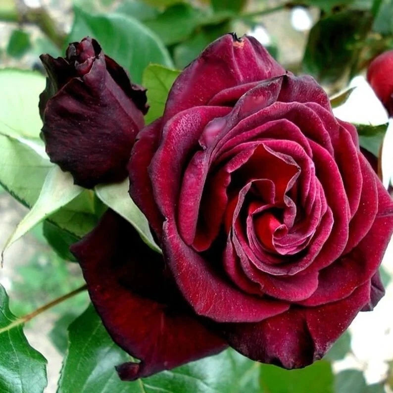 Black Bacara Rose Bush or Seeds Rare- Shipping- Seller heirloom non-gmo seeds