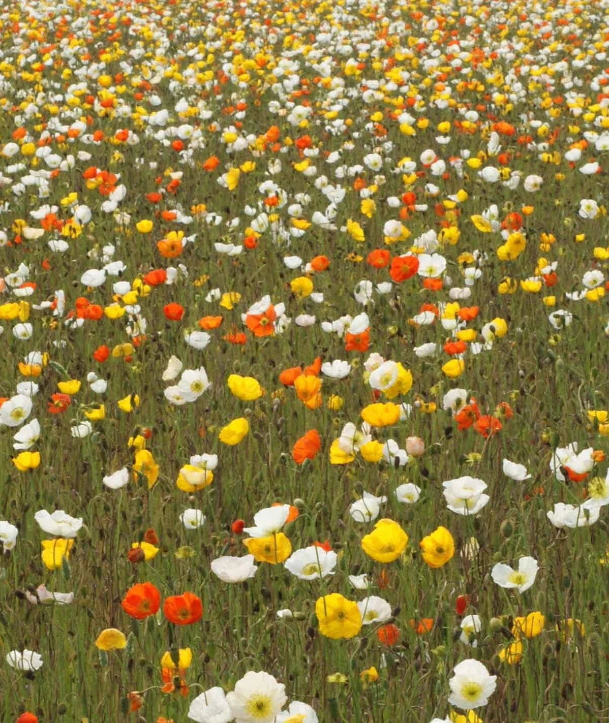 Iceland Poppy Flower Seeds Mix Papaver nudicaule – Heirloom, Non-GMO, High Germination Organic Garden Seeds