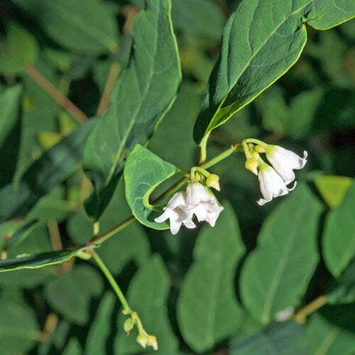 Apocynum androsaemifolium Rare White Flower Spreading Dogbane Seeds heirloom non-gmo seeds