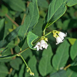 Apocynum androsaemifolium Rare White Flower Spreading Dogbane Seeds heirloom non-gmo seeds